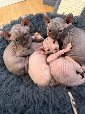 Sphynx und Sphynx Elf Kitten 