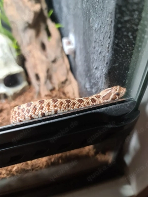 Hakennasennatter Bild 3