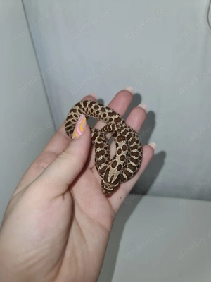 Hakennasennatter Bild 2