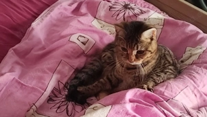 graues rot mehrfarbiges Mädchen Persermix