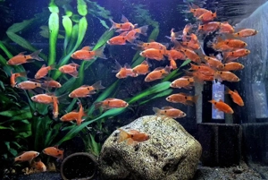 Prachtbarben Pethia conchonius