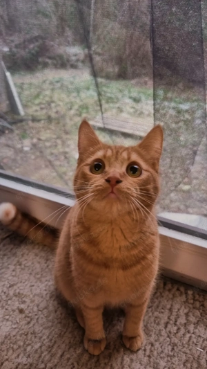 Katzen suchen Ihr für immer Zuhause