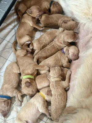 Männliche Goldendoodles