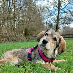 Chloé   sanfte junge Hündin mit liebevollem Wesen