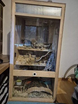 6 Farbmaus-Damen abzugeben mit Terrarium und Zubehör 