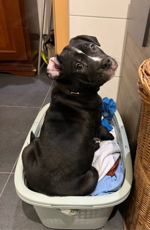 Wunderschöne & Liebe American Bully XL Mischlings Welpen 