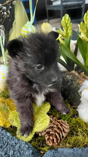 Spitz- Shelty- Mixe suchen ein Zuhause 