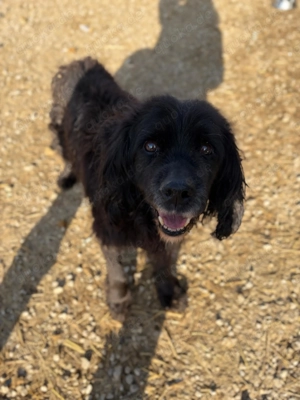 *BENNY* Der liebe, ausgeglichene Senior sucht ein ruhiges Zuhause