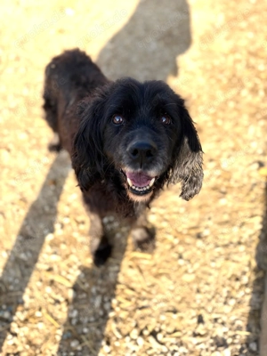 *BENNY* Der liebe, ausgeglichene Senior sucht ein ruhiges Zuhause - image 2