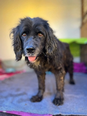 *BENNY* Der liebe, ausgeglichene Senior sucht ein ruhiges Zuhause - image 4