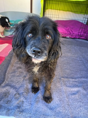 *BENNY* Der liebe, ausgeglichene Senior sucht ein ruhiges Zuhause - image 3