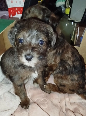 Süße kleinbleibende Mischlings Welpen.