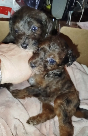 Süße kleinbleibende Mischlings Welpen.