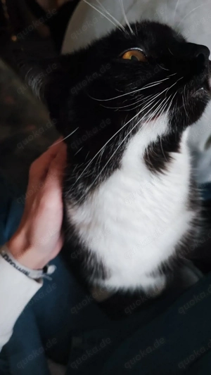 2 Schwarz weiße Persermix Kitten