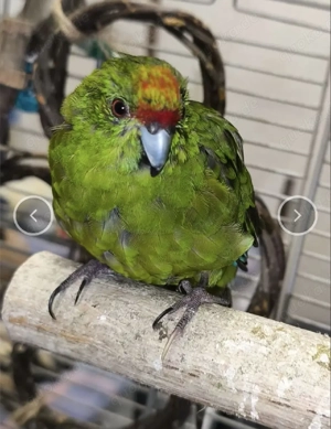 Ziegensittich Henne sucht neue Körnergeber 