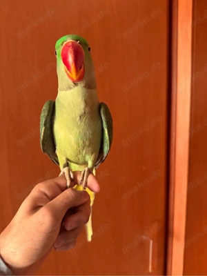 Große Alexandersittich Handzahm 