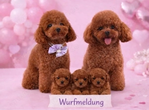 Wurfmeldung Asiatische tiny toy pudel 