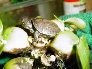 Europäische Sumpfschildkröten Emys orbicularis