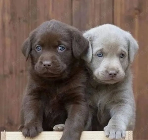 labrador Retriever welpen