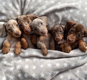 Super Dackel welpen