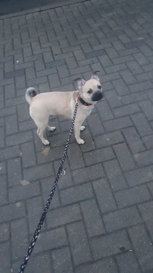 Wir verkaufen unseren Hund 