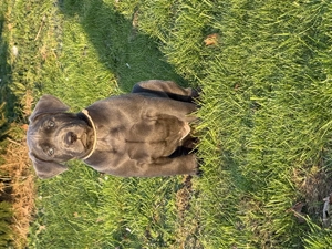 Süße Labrador Cane Corso mix Welpen