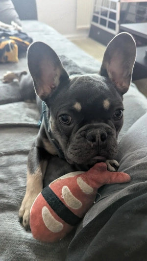 Französische Bulldogge 