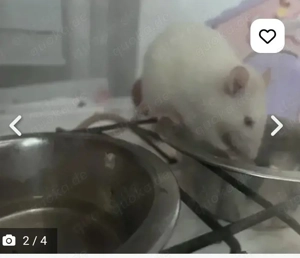 2 Farbratten zu verschenken 