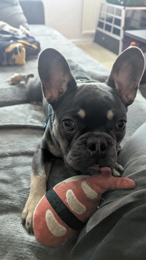 Französische Bulldogge 
