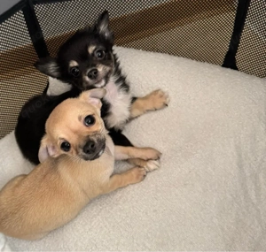 Chihuahua Welpen Kurzhaar und Langhaar