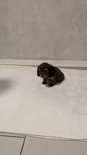 Zwergdackel Langhaar Welpe   Rüde