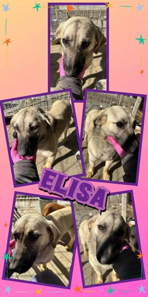 kleine, liebe, wunderschöne, mit Artgenossen super verträgliche Hündin "Elisa" sucht ein Zuhause