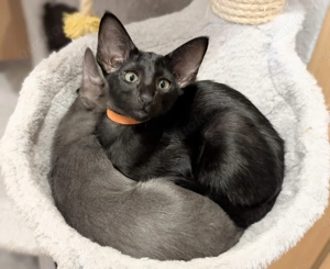 Peterbald-OKH-Mix  Orientalen-Mix   Orientalisch Kurzhaar-Mix