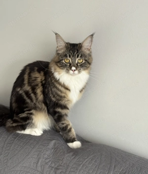Maine Coon 