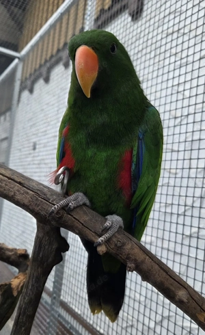 Molukken Edelpapagei Baby von 25 zahm 