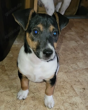 Süßer Jack Russel Terrier Welpe