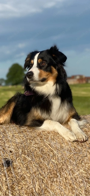Australian Shepherd Deckrüde