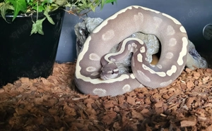 1.0 Königspython GHI Mojave Desert Ghost