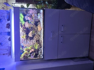 Meerwasseraquarium zu verkaufen 