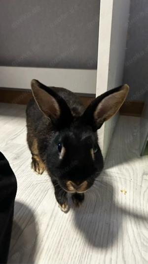 zwergkaninchen coffee