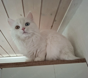 Maine Coon Kitten Wurfankündigung Anfang Mai Blue oder Split Odd Eyes möglich Bild 3