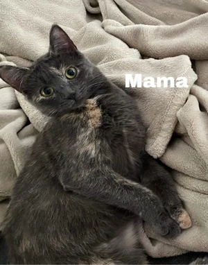 Baby Kätzchen Britisch Kurzhaar 