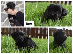 Bolonka Zwetna Welpen Hündin und Rüden   mit Ahnentafel