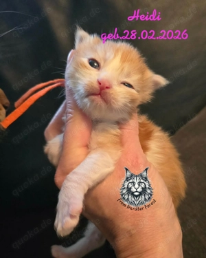 rote Maine Coon Mädchen mit Stammbaum