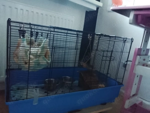 2 Farbratten zu verschenken 