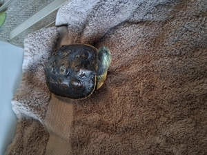 Wasserschildkröte zu verkaufen 