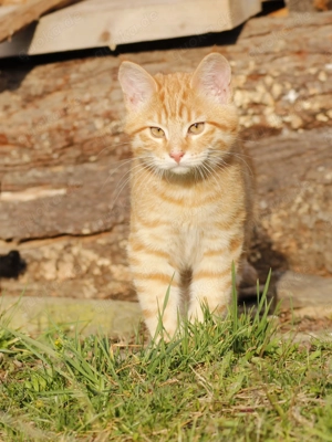  Maine Coon Mix Kitten - Kater rot und Katze grau