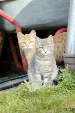  Maine Coon Mix Kitten - Kater rot und Katze grau
