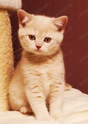 Wir zwei BKH Jungs, geb.am 05.01.2026, suchen ein liebevolles zuhausez