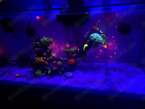 Meerwasser aquarium nyos opus g2 440 komplett 